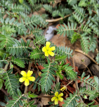 Tribulus Terrestris