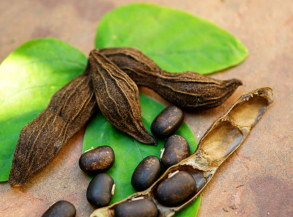 Mucuna Pruriens